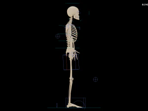 Realistic Human Skeleton 3D Model