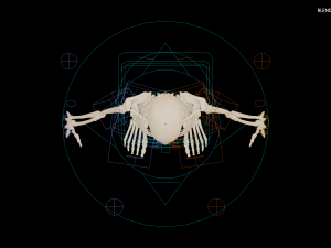Realistic Human Skeleton Modello 3D