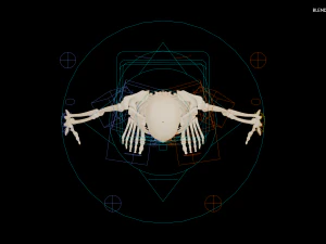 Realistic Human Skeleton 3D Model
