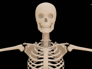 Realistic Human Skeleton Modello 3D