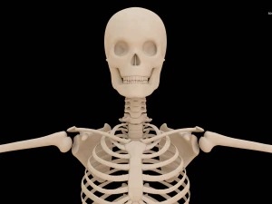 Realistic Human Skeleton 3D Model