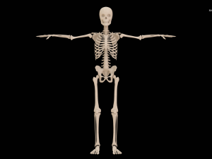 Realistic Human Skeleton Modello 3D