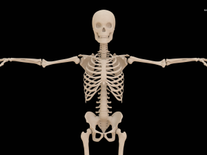 Realistic Human Skeleton Modello 3D