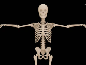 Realistic Human Skeleton 3D Model