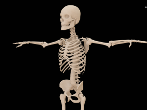 Realistic Human Skeleton Modello 3D