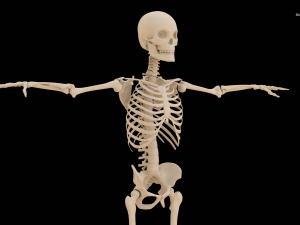Realistic Human Skeleton Modello 3D