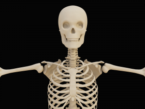 Realistic Human Skeleton Modello 3D