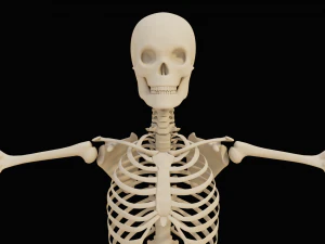 Realistic Human Skeleton 3D Model