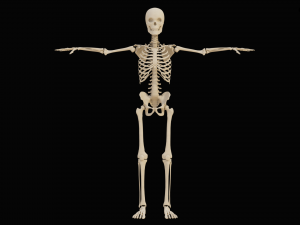 Realistic Human Skeleton Modello 3D