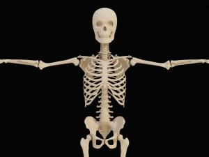 Realistic Human Skeleton Modello 3D