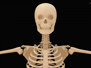 Realistic Human Skeleton Modello 3D