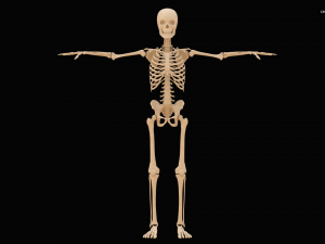 Realistic Human Skeleton Modello 3D