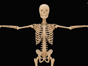 Realistic Human Skeleton Modello 3D