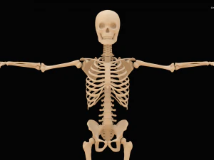 Realistic Human Skeleton 3D Model