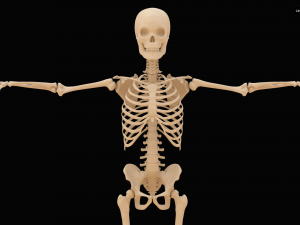 Realistic Human Skeleton Modello 3D