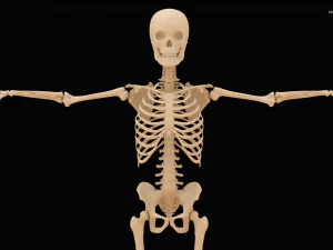 Realistic Human Skeleton 3D Model