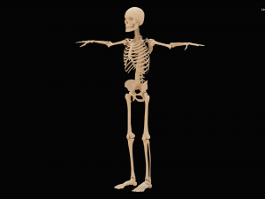 Realistic Human Skeleton Modello 3D
