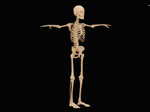 Realistic Human Skeleton Modello 3D