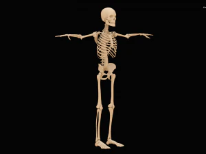 Realistic Human Skeleton 3D Model