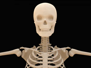 Realistic Human Skeleton 3D Model