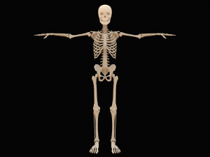 Realistic Human Skeleton Modello 3D