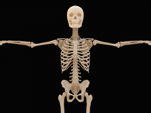 Realistic Human Skeleton Modello 3D