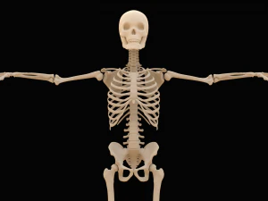 Realistic Human Skeleton 3D Model