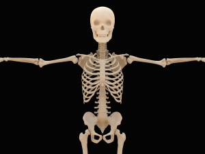 Realistic Human Skeleton Modello 3D
