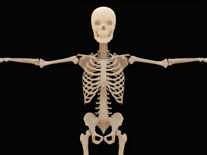 Realistic Human Skeleton 3D Model