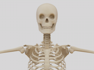 Realistic Human Skeleton Modello 3D