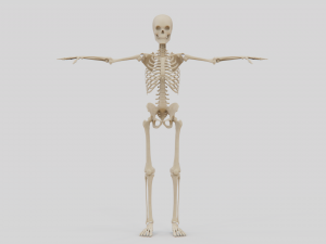 Realistic Human Skeleton Modello 3D