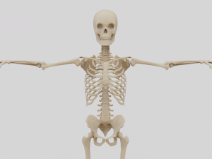 Realistic Human Skeleton Modello 3D