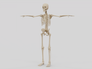 Realistic Human Skeleton Modello 3D