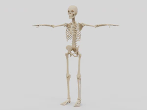 Realistic Human Skeleton 3D Model