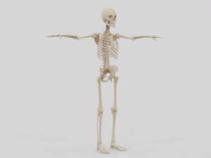 Realistic Human Skeleton Modello 3D