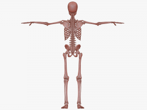 Realistic Human Skeleton Modello 3D
