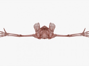 Realistic Human Skeleton Modello 3D