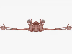Realistic Human Skeleton 3D Model