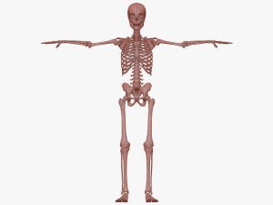 Realistic Human Skeleton Modello 3D