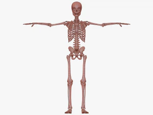 Realistic Human Skeleton 3D Model