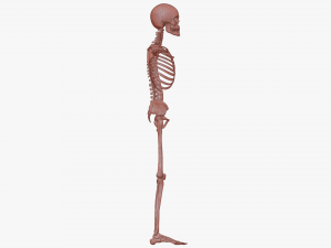 Realistic Human Skeleton Modello 3D