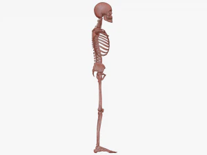 Realistic Human Skeleton 3D Model
