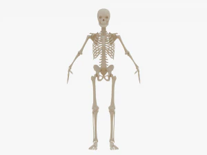 Realistic Human Skeleton 3D Model