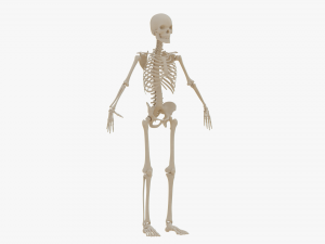 Realistic Human Skeleton Modello 3D