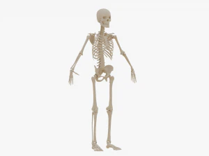 Realistic Human Skeleton 3D Model