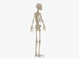Realistic Human Skeleton Modello 3D