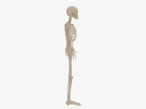 Realistic Human Skeleton 3D Model
