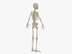 Realistic Human Skeleton Modello 3D