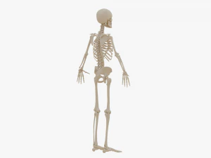 Realistic Human Skeleton 3D Model