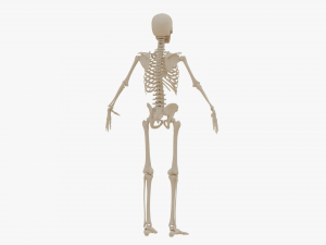 Realistic Human Skeleton Modello 3D